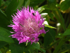 Centaurea dealbata bestellen